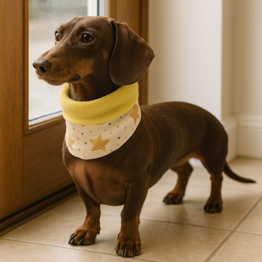 Outech Cachecol Rock para c&atilde;es, , large Imagem n&uacute;mero 1