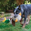 Kong Shakers Honkers Pato de peluche para cães, , large Indicador imagem número 2