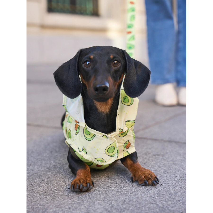 Dukier Avocado Imperme&aacute;vel para c&atilde;es, , large Imagem n&uacute;mero 7