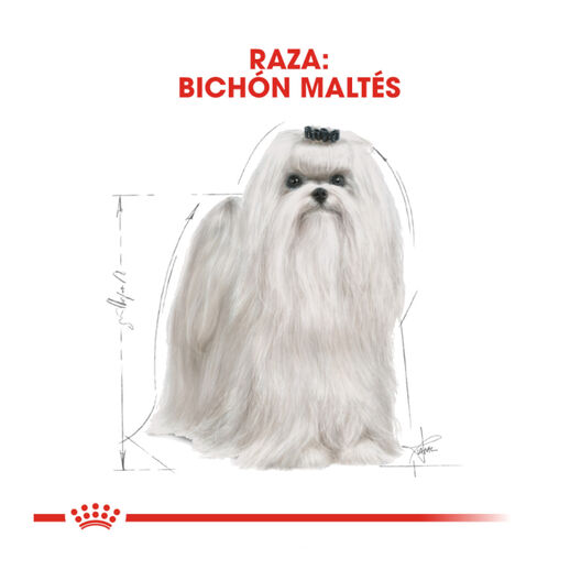 Royal Canin Adult Bichón Maltês ração para cães , , large image number null