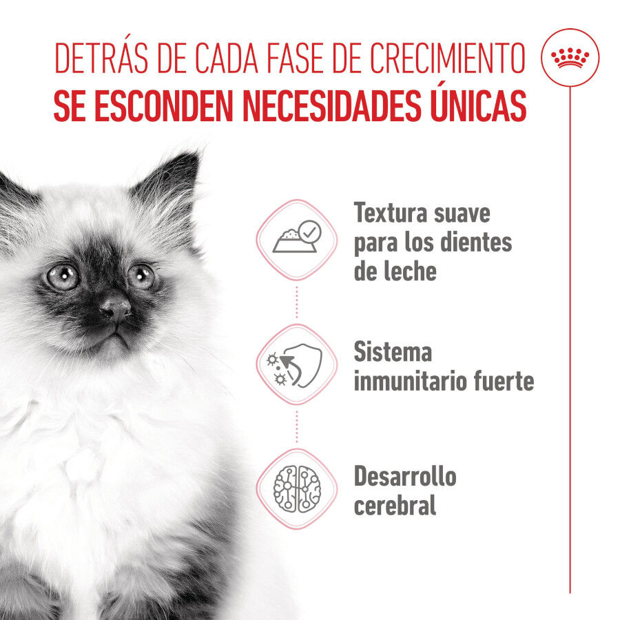 85 g Royal Canin Kitten alimento h&uacute;mido em gelatina saquetas para gatinhos, , large Imagem n&uacute;mero 3