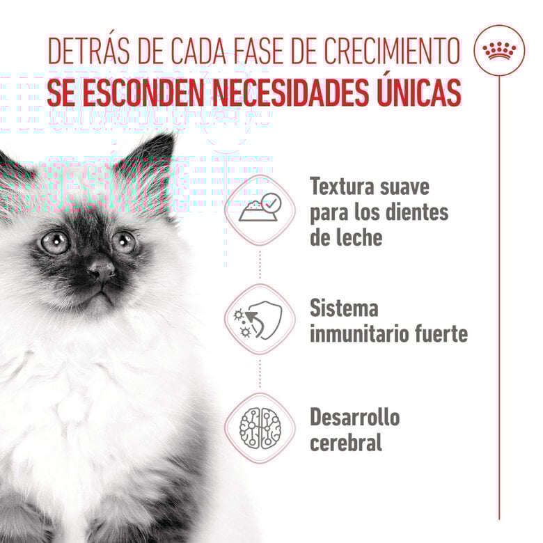 85 g Royal Canin Kitten alimento húmido em gelatina saquetas para gatinhos,  Imagem número 3 85 g Royal Canin Kitten alimento húmido em gelatina saquetas para gatinhos, , large Imagem número 3