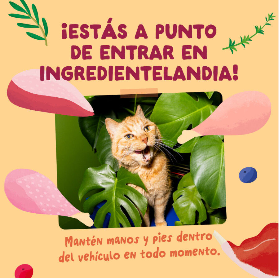 12 x 85 g Edgard & Cooper Feasts from the farm em molho em saqueta para gatos, , large Imagem n&uacute;mero 6