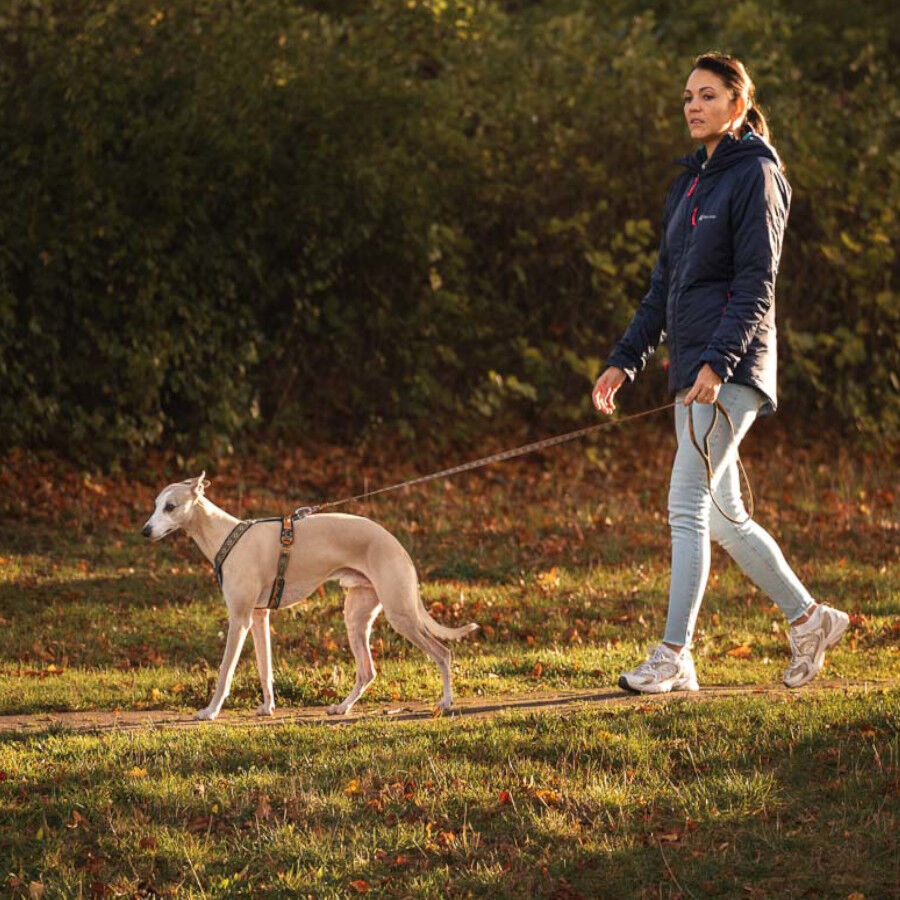 Non-stop Dogwear Peitoral Turquesa e Carvalho para c&atilde;es, , large Imagem n&uacute;mero 3