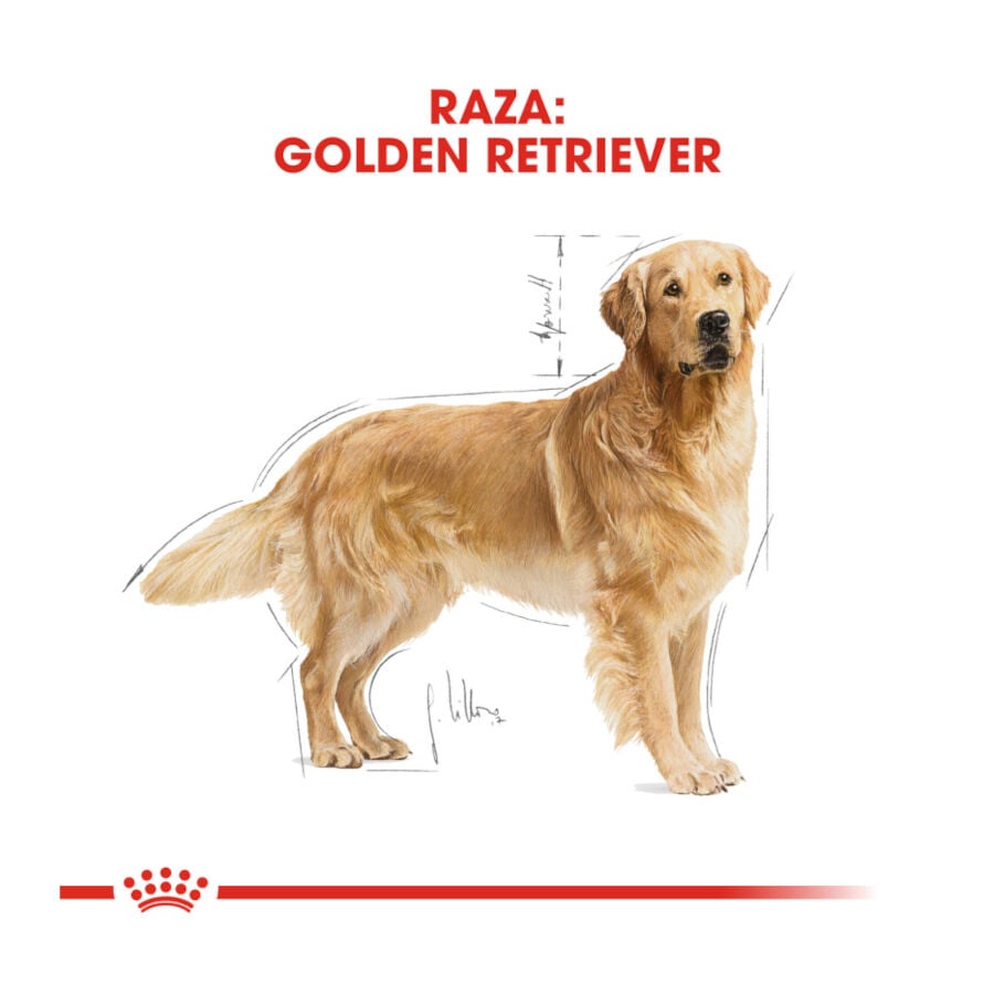 12 kg Royal Canin Adult Golden Retriever ra&ccedil;&atilde;o para c&atilde;es, , large Imagem n&uacute;mero 4