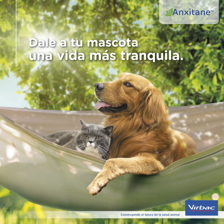 S Virbac Anxitane Relaxantes em comprimidos para cães e gatos,  Imagem número 7 S Virbac Anxitane Relaxantes em comprimidos para cães e gatos, , large Imagem número 7