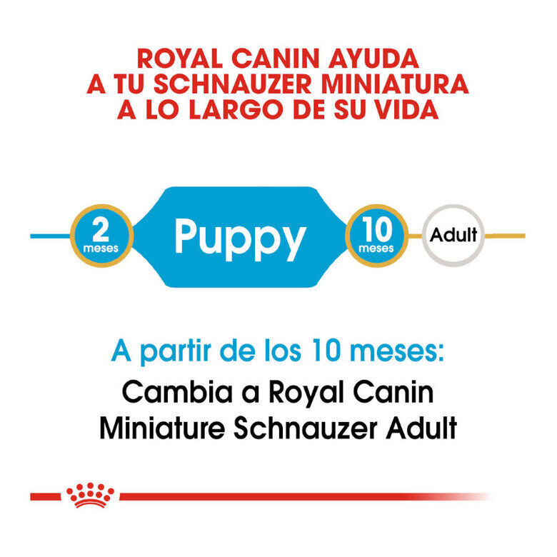 1.5 kg Royal Canin Puppy Miniature Schnauzer ra&ccedil;&atilde;o para c&atilde;es , , large Imagem n&uacute;mero 8