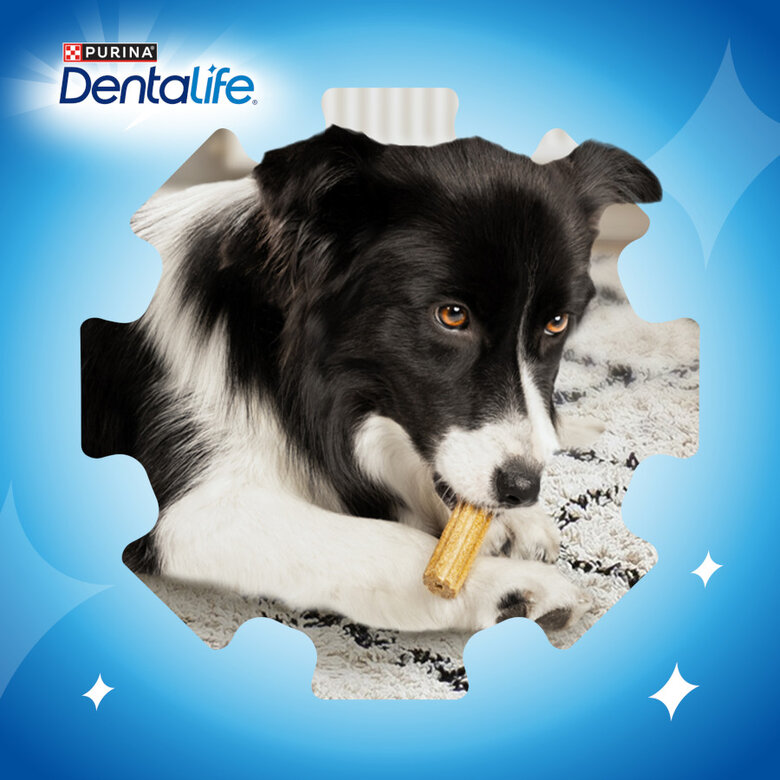 21 sticks Purina Dentalife snack para cães muito pequenos,  Imagem número 7 21 sticks Purina Dentalife snack para cães muito pequenos, , large Imagem número 7