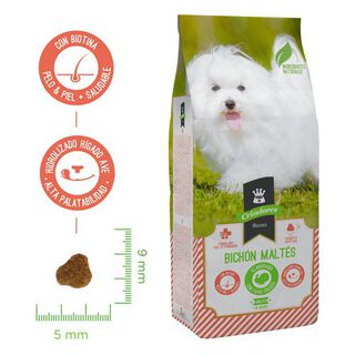 Criadores ração Raças bichon maltês para cães