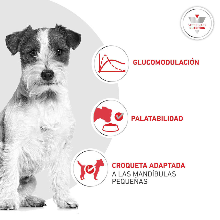 8 kg Royal Canin Glycobalance Ra&ccedil;&atilde;o para c&atilde;es, , large Imagem n&uacute;mero 4