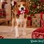 Wonder Christmas Rebu&ccedil;ado Brinquedo para c&atilde;es, , large Indicador imagem n&uacute;mero 2