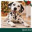 1 pack x 15 uns. Wonder Christmas Palitos de Colag&eacute;nio com Borrego Snacks para C&atilde;es, , large Indicador imagem n&uacute;mero 2