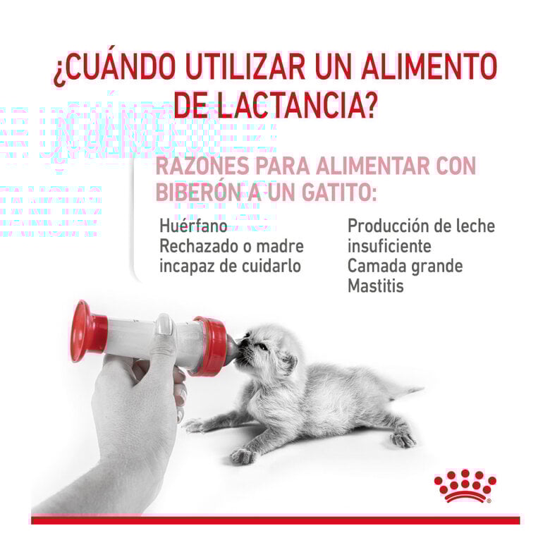 300 g Royal Canin Leite para gatinhos primeiro ano,  Imagem número 4 300 g Royal Canin Leite para gatinhos primeiro ano, , large Imagem número 4