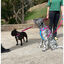 Freedog Cool Pro Tech Trela Desportiva Fúscia para cães, , large Indicador imagem número 5