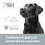 Perfume PSH Pure Amber para cães e gatos, , large Indicador imagem número 6