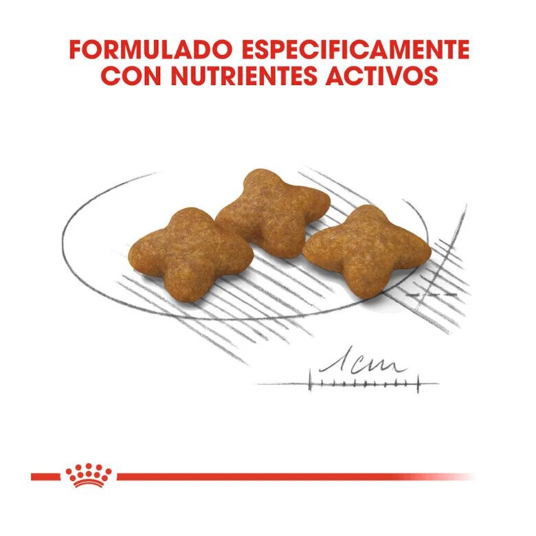 1.5 kg Royal Canin X-Small Sterilised ração para cães,  Imagem número 4 1.5 kg Royal Canin X-Small Sterilised ração para cães, , large Imagem número 4