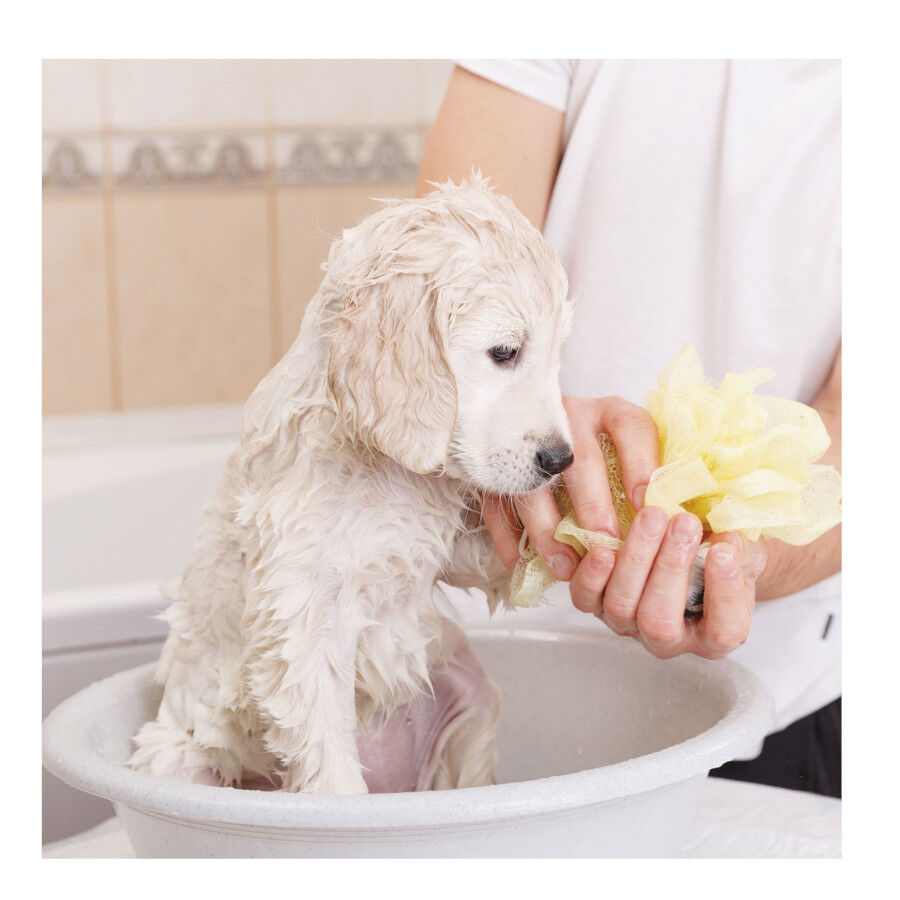 Beaphar Champ&ocirc; para c&atilde;es cachorros, , large Imagem n&uacute;mero 3