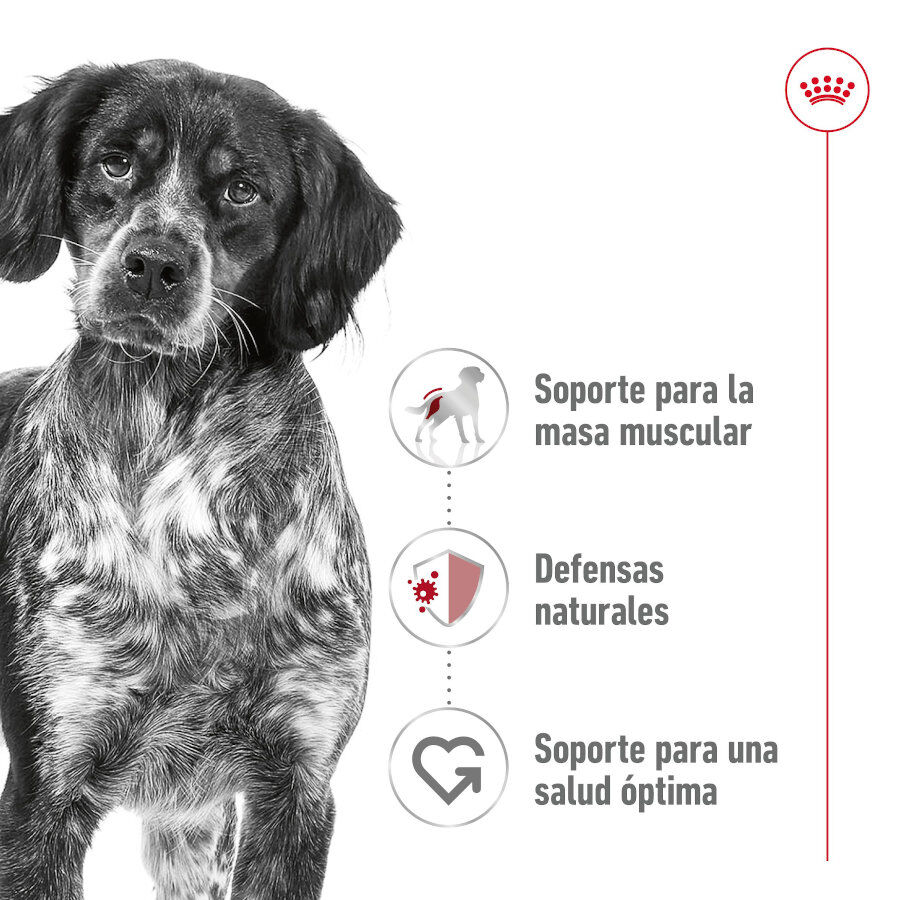410 g Royal Canin Medium Adult Pat&ecirc; em lata para c&atilde;es, , large Imagem n&uacute;mero 2