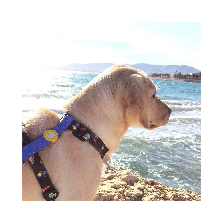 Dukier Space Peitoral com estampado espacial para cães,  Imagem número 3 Dukier Space Peitoral com estampado espacial para cães, , large Imagem número 3