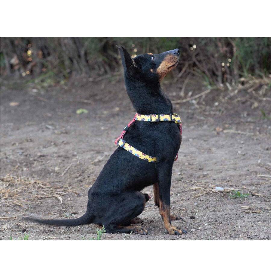 Dukier Peitoral com Estampado de Cupcake para c&atilde;es, , large Imagem n&uacute;mero 2