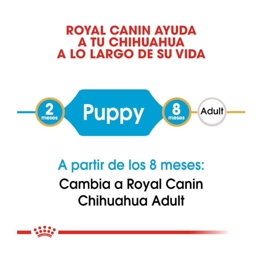 Royal Canin Puppy Chihuahua ra&ccedil;&atilde;o para c&atilde;es , , large Imagem n&uacute;mero 7
