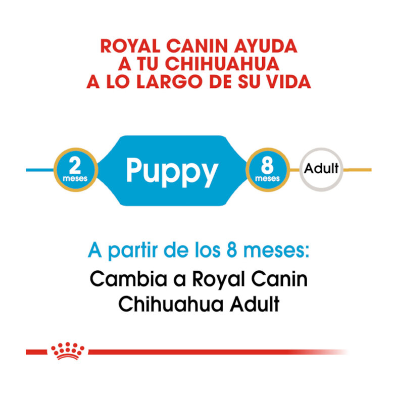 Royal Canin Puppy Chihuahua ração para cães , , large image number null