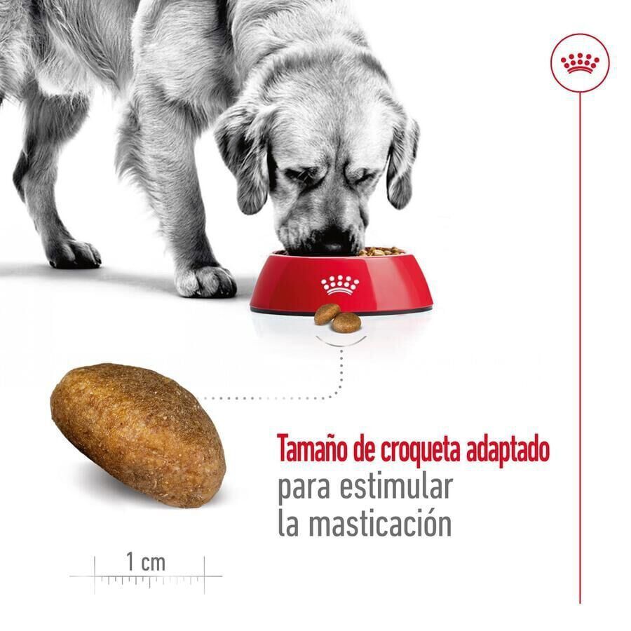 18 kg (15 + 3kg gr&aacute;tis!) Royal Canin Maxi Adult ra&ccedil;&atilde;o para c&atilde;es, , large Imagem n&uacute;mero 6