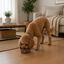 Leeby Comedouro em A&ccedil;o Inoxid&aacute;vel Estampado com Pegadas para c&atilde;es, , large Indicador imagem n&uacute;mero 1