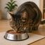 Leeby Comedouro em A&ccedil;o Inoxid&aacute;vel para gatos, , large Indicador imagem n&uacute;mero 1