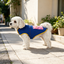 Gotoo Casaco Azul com Bolso para c&atilde;es, , large Indicador imagem n&uacute;mero 1