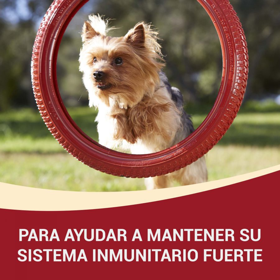 4 saquetas x 100 g Purina One Mini Adult frango e cordeiro saqueta para c&atilde;es , , large Imagem n&uacute;mero 2