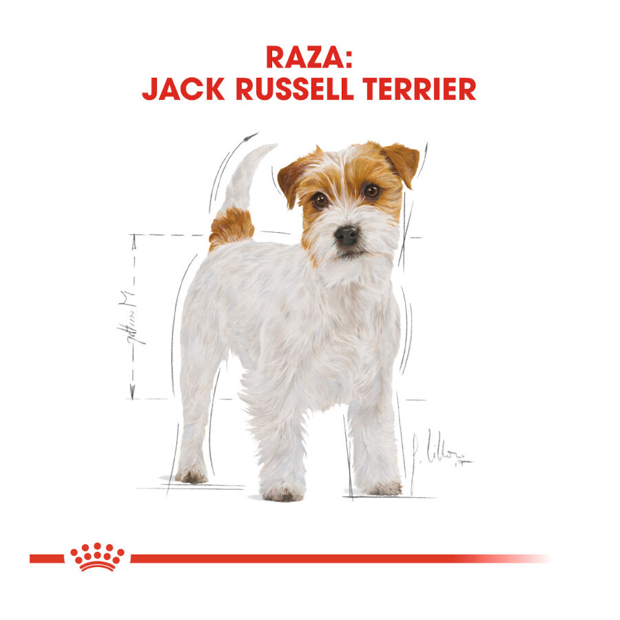 Royal Canin Adult Jack Russell Terrier ra&ccedil;&atilde;o para c&atilde;es, , large Imagem n&uacute;mero 4