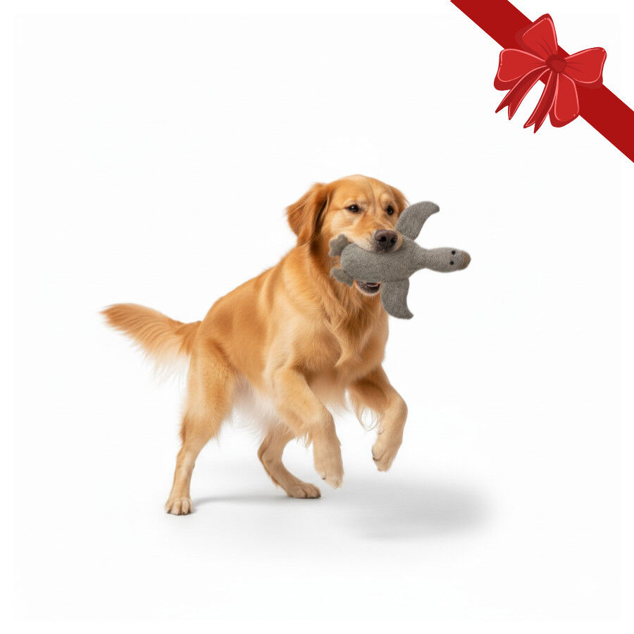 Wonder Christmas Peluche Pato de Natal para C&atilde;es, , large Imagem n&uacute;mero 1