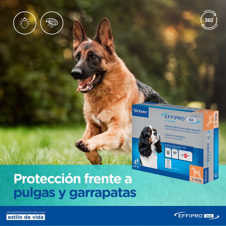 Effipro Duo pipetas antiparasíticas para cães,  Imagem número 7 Effipro Duo pipetas antiparasíticas para cães, , large Imagem número 7
