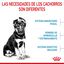 15 kg Royal Canin Puppy Maxi ração para cães, , large Indicador imagem número 5
