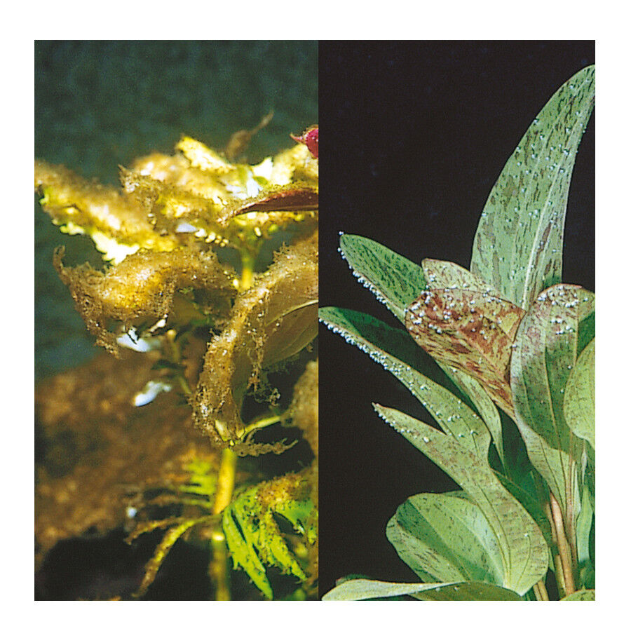 JBL Algol Removedor de algas para aqu&aacute;rios, , large Imagem n&uacute;mero 3