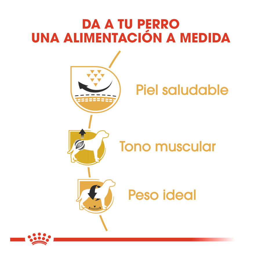 3 kg Royal Canin Adult Pug ra&ccedil;&atilde;o para c&atilde;es, , large Imagem n&uacute;mero 6