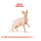 Royal Canin Adult Sphynx ração para gatos, , large image number null