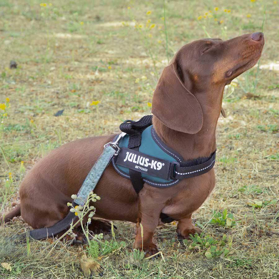 Julius K-9 IDC Peitoral Verde para c&atilde;es, , large Imagem n&uacute;mero 2