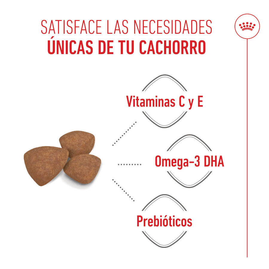 4 kg Royal Canin Mini Puppy ra&ccedil;&atilde;o para c&atilde;es, , large Imagem n&uacute;mero 4