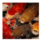 JBL ProPond Vario Escamas para peixes de tanque , , large image number null