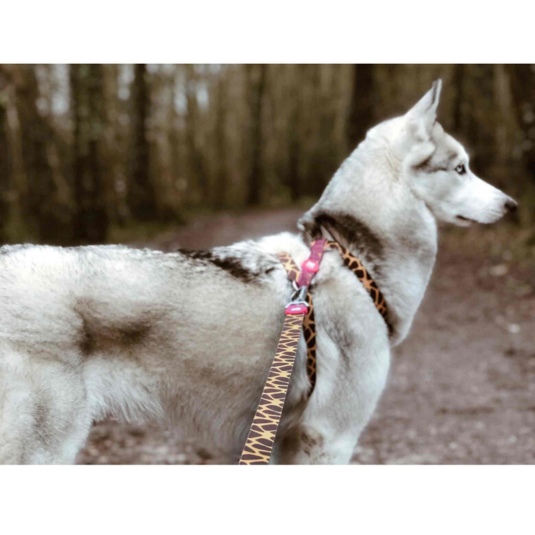 Dukier Savana clássico Peitoral com Estampado de girafa para cães,  Imagem número 3 Dukier Savana clássico Peitoral com Estampado de girafa para cães, , large Imagem número 3