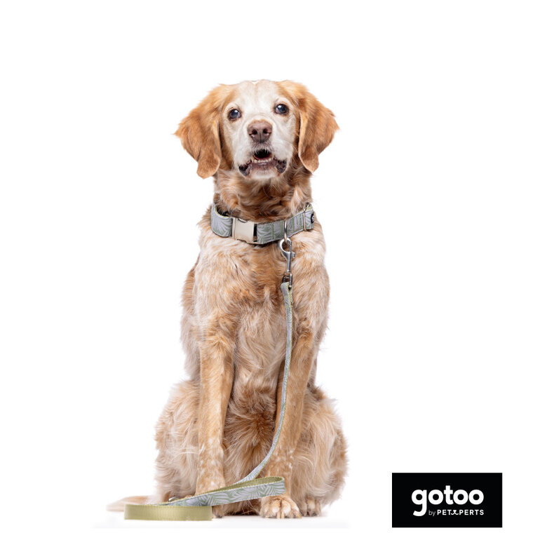 Trela estampada folhas para cães,  Imagem número 5 Trela estampada folhas para cães, , large Imagem número 5