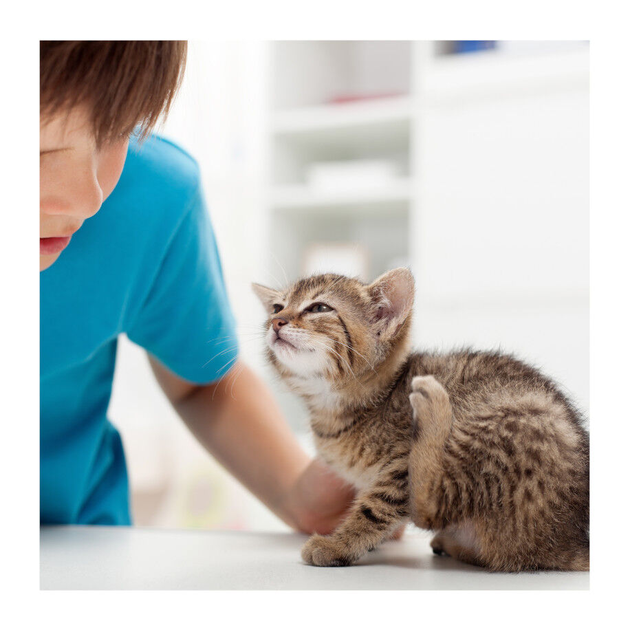 Beaphar Fiprotec Spray Antiparasit&aacute;rio para c&atilde;es e gatos, , large Imagem n&uacute;mero 4