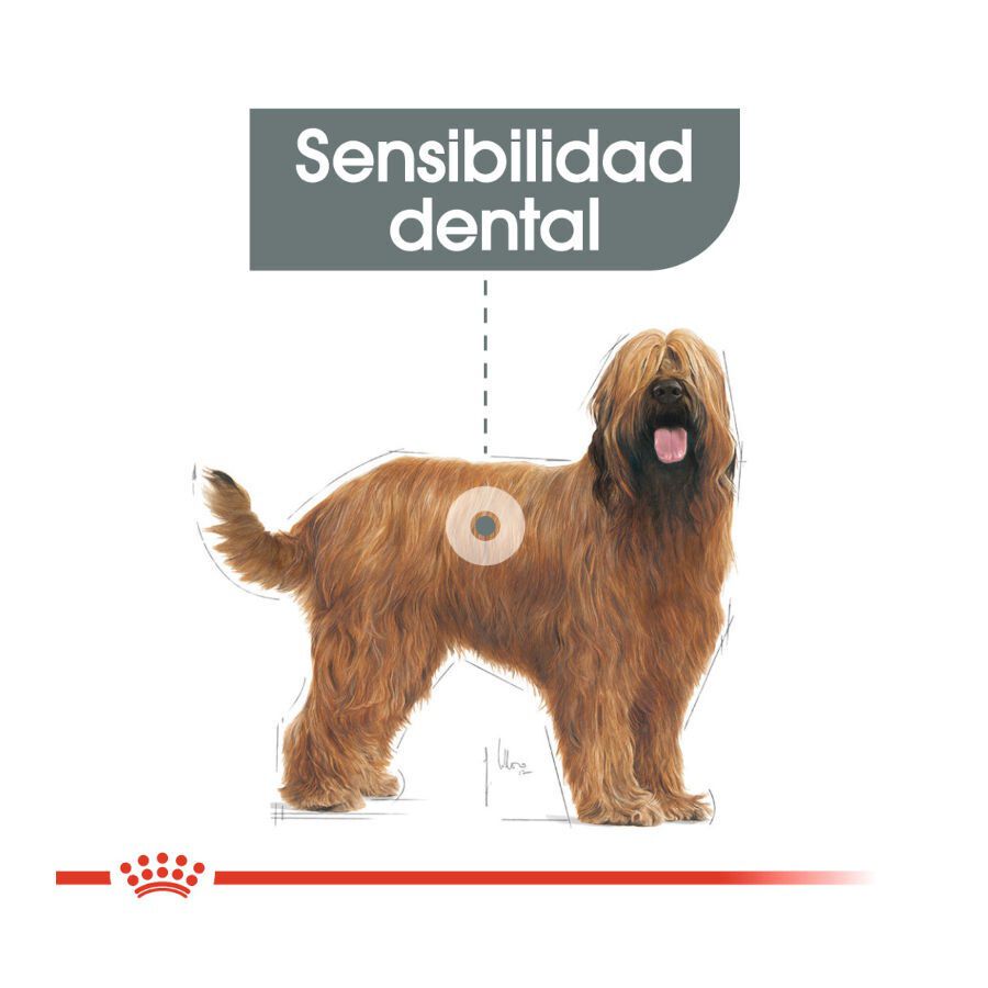 9 kg Royal Canin Maxi Dental Care ra&ccedil;&atilde;o para c&atilde;es, , large Imagem n&uacute;mero 4