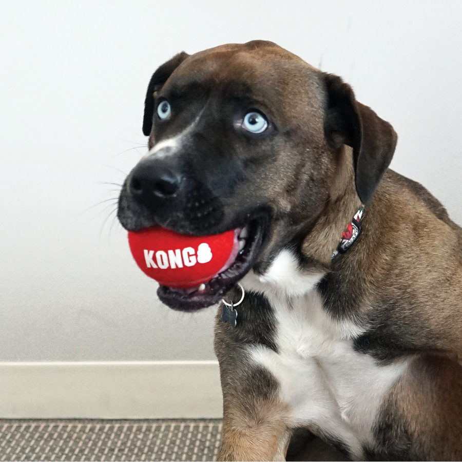 Kong Signature Sport 3-PK Bolas de t&eacute;nis para c&atilde;es, , large Imagem n&uacute;mero 4