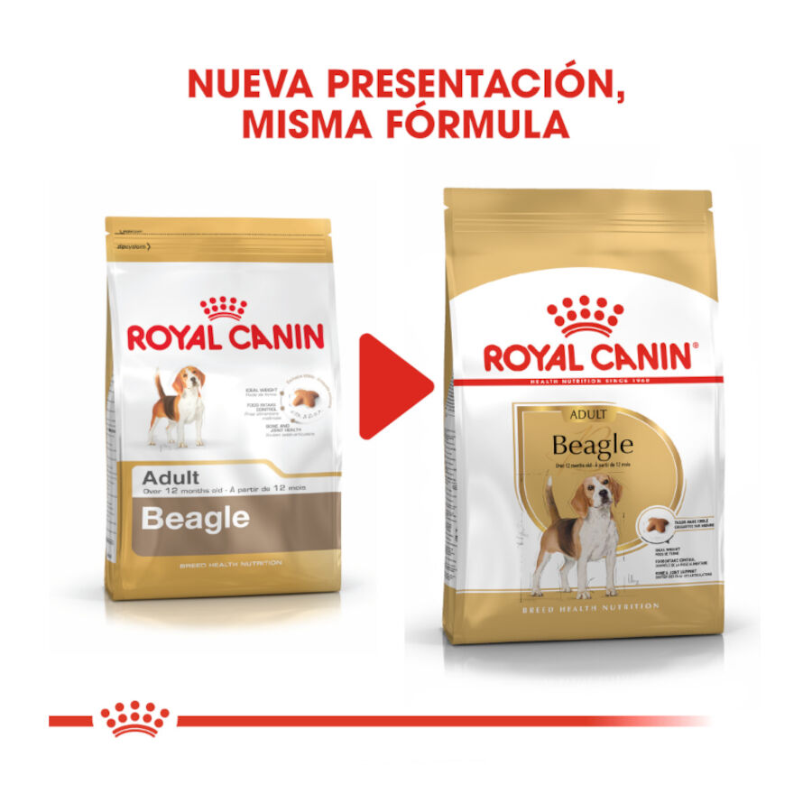 12 kg Royal Canin Adult Beagle ra&ccedil;&atilde;o para c&atilde;es, , large Imagem n&uacute;mero 3