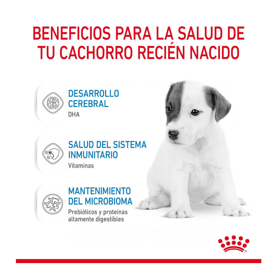 2 kg Royal Canin Leite para o primeiro ano de cachorros, , large Imagem n&uacute;mero 6