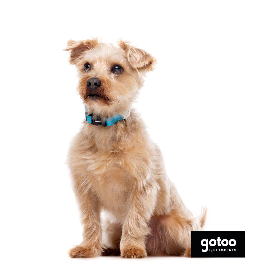 Gotoo Coleira reflexiva de nlyon azul para c&atilde;es, , large Imagem n&uacute;mero 6