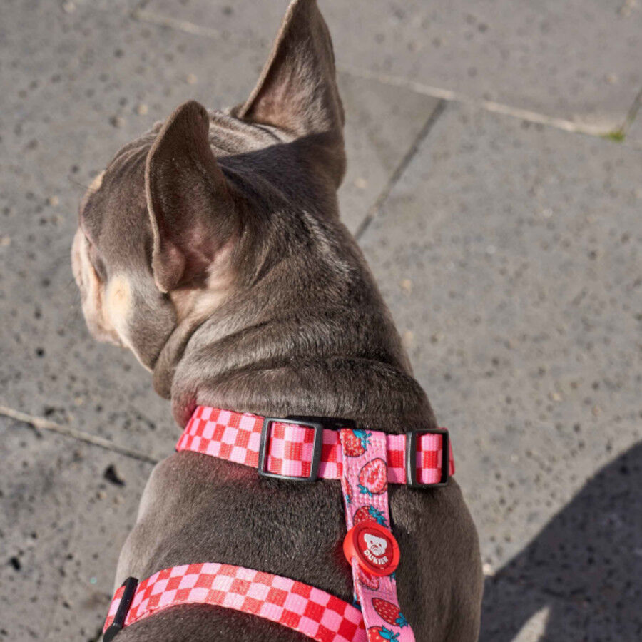 Dukier Arn&ecirc;s Cl&aacute;ssico Design Berry Love para c&atilde;es, , large Imagem n&uacute;mero 2